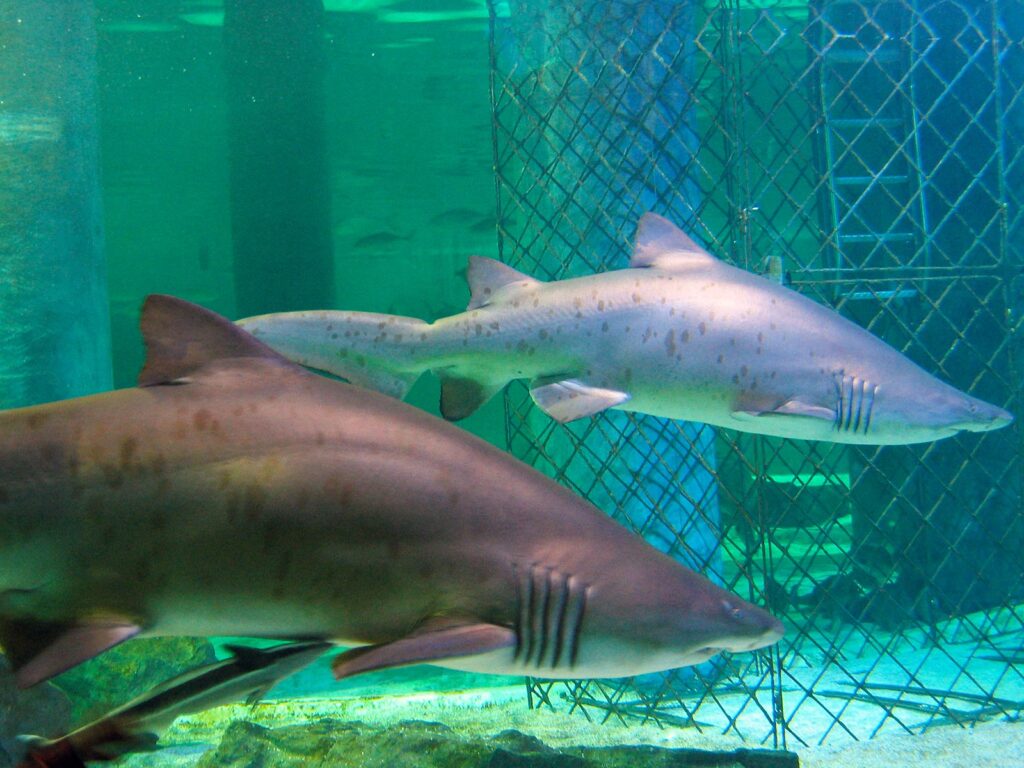 Squali all'Acquario di Cattolica