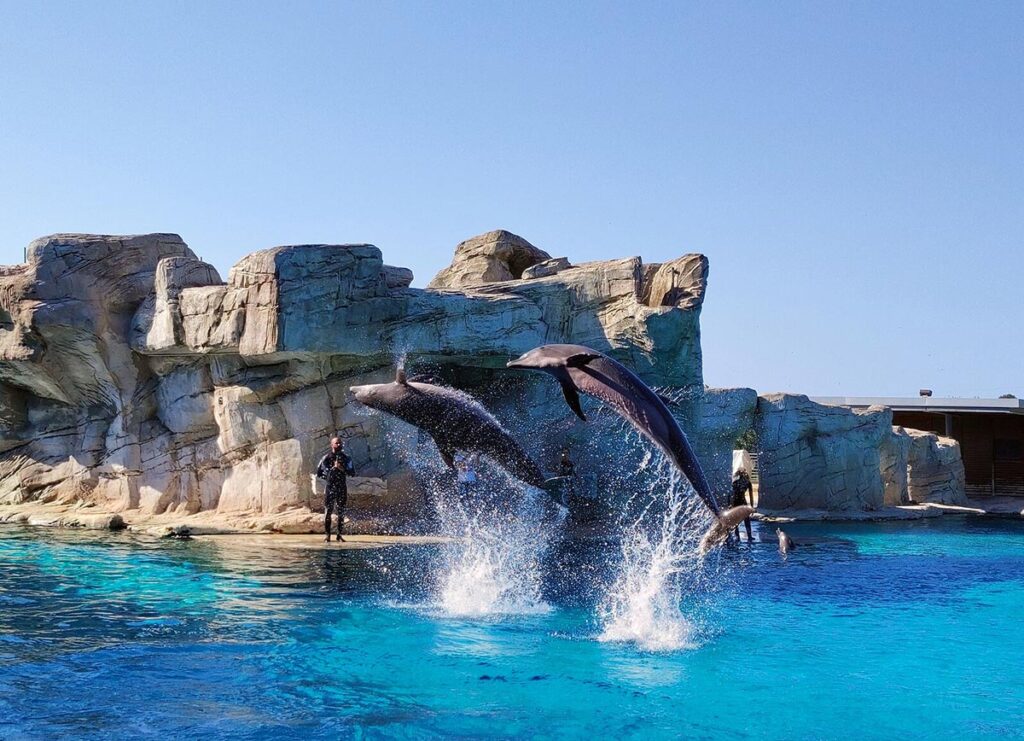 Spettacolo con i delfini al Parco Oltremare di Riccione