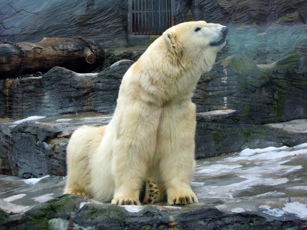 Orso polare allo zoo di Praga