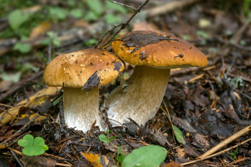 I boschi circostanti la Carpegna sono la meta prediletta di molti cercatori di funghi